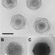 A/B: The Cafeteria roenbergensis virus C: Its relative, the Acanthamoeba polyphaga mimivirus (Image: Xiao et al, Scientific Reports (2017))